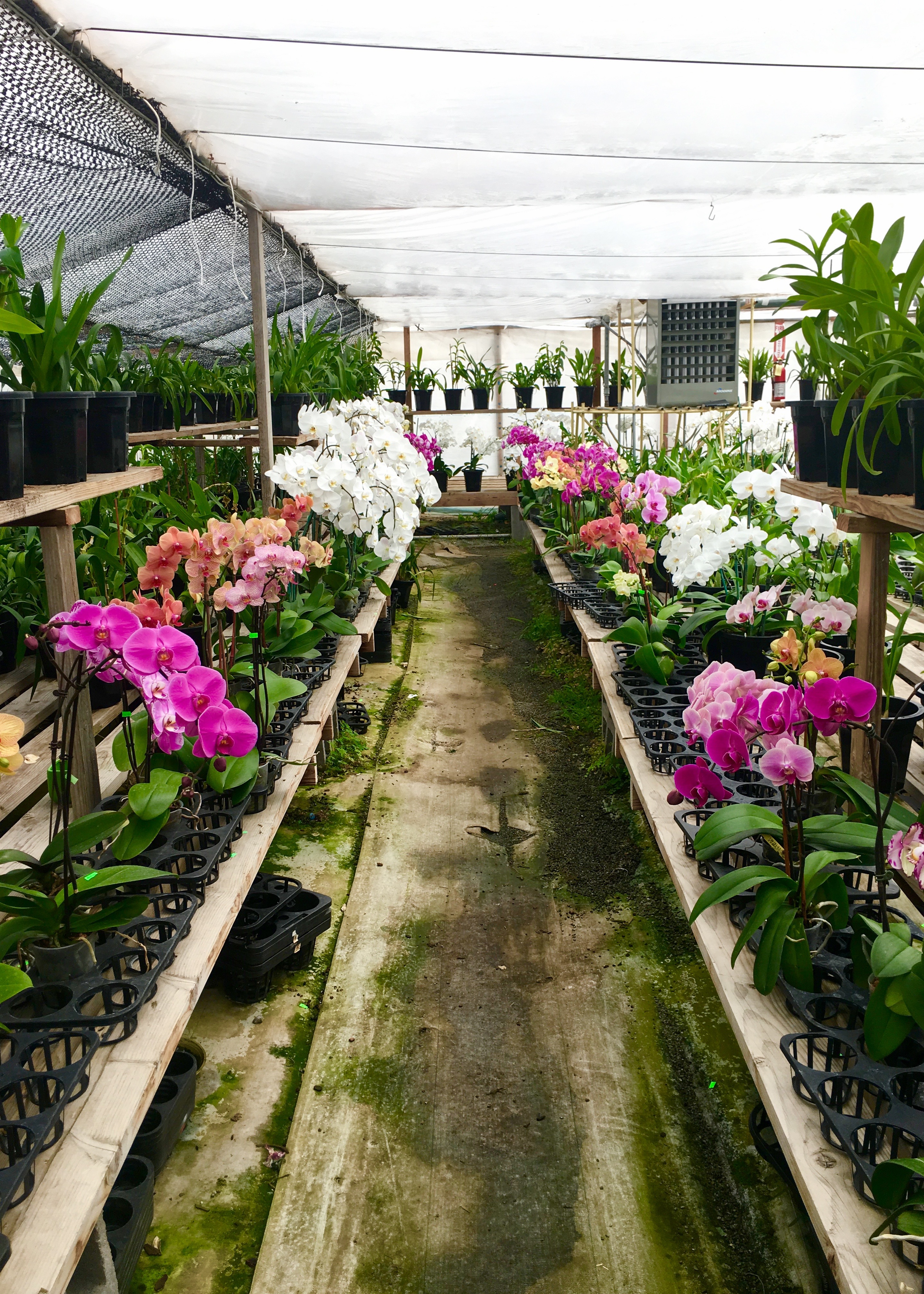 Orchids to Die For | Land of Laurel